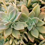 GRAPTOSEDUM (Crassulaceae)